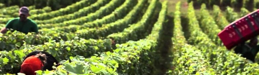 Les vendanges dans les vignes de champagne