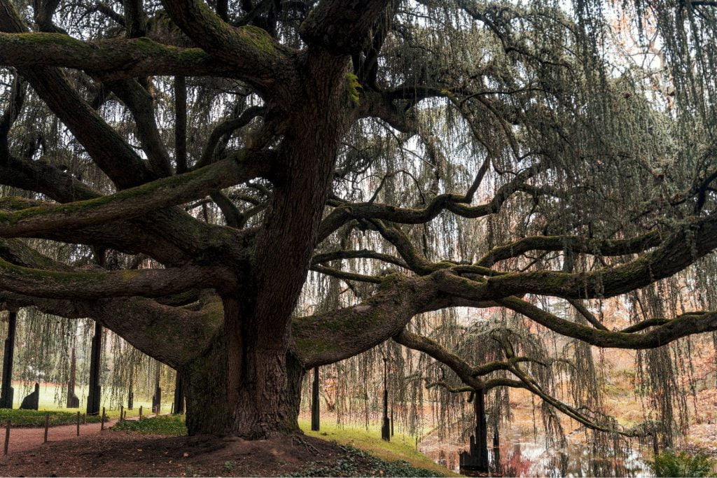 Arboretum de la Vallée-aux-Loups