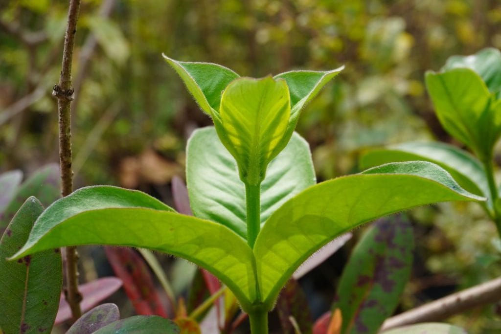 plante Uncaria tomentosa
